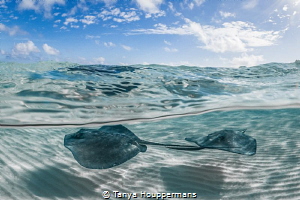 'What Lies Beneath' - Southern stingrays in the shallow w... by Tanya Houppermans 